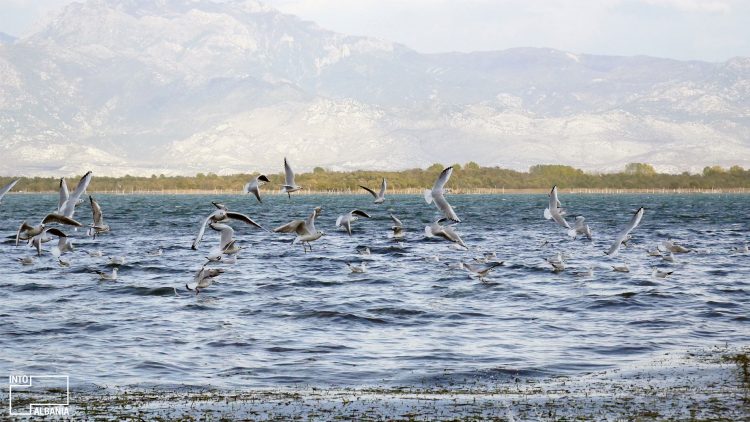 Shkodër: 12 foto që do t'ju bëjnë të dëshironi ta vizitoni qytetin tani!