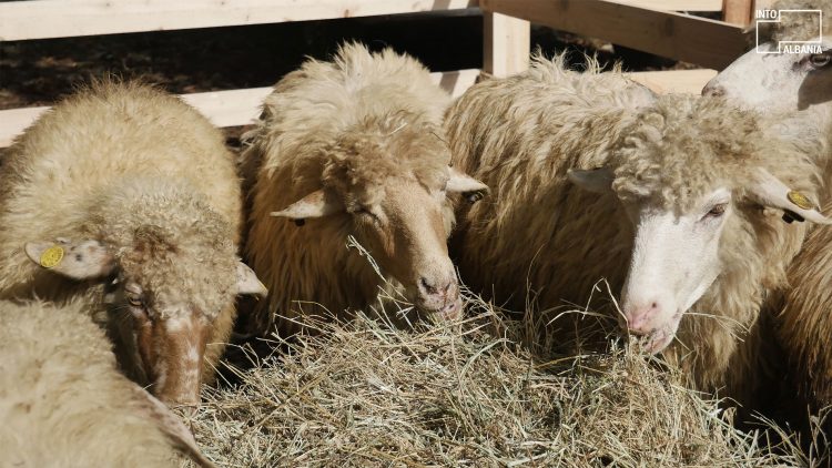 Agrotourism Day in Reç